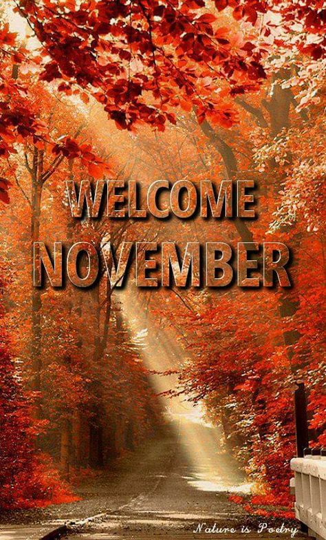 Hallo November, Autumn Icons, Welcome November, November Quotes, November Wallpaper, Seasons Months, I Love Flowers, Fall Nights, Hello November