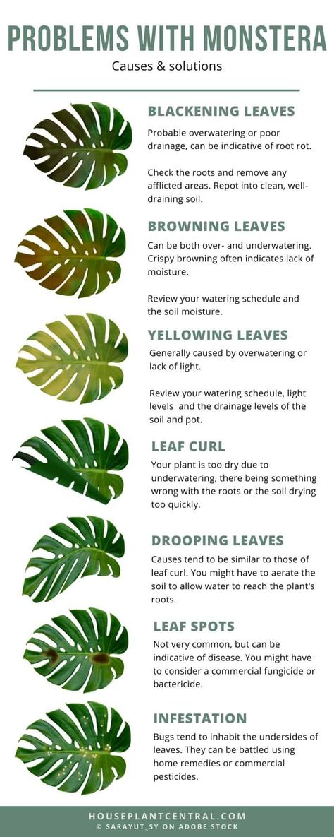 Small Outdoor Patio Plant Ideas, Plant Placement In Home, Best House Plants, Different Types Of Plants, Monstera Plant Care, Room Plants, Dream Plants, Plant Corner, Plant Goals