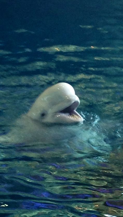 I love beluga whales <3 Beluga Whale Aesthetic, Beluga Whale Wallpaper, Whale Aesthetic, Beluga Whales, Fat Animals, Pretty Wallpapers Tumblr, Beluga Whale, Marine Biology, Sea Animals