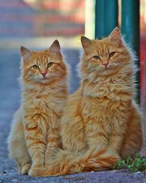 Siberian Kittens, Cat Wallpapers, Cat Attack, Sibling Love, House Cats, Siberian Cat, Dancing Cat, Getting Over, Forest Cat