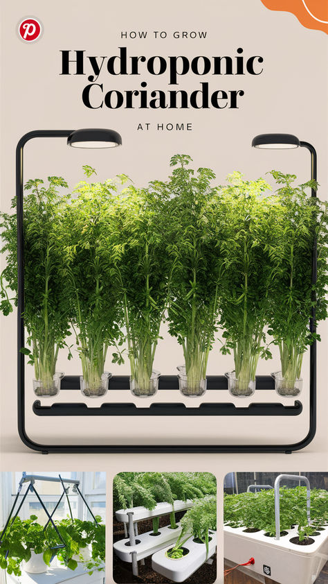 Learn how to grow hydroponic coriander at home with our easy-to-follow guide! Discover the best practices for selecting the right system, managing nutrients, and ensuring optimal light conditions. Enjoy fresh, vibrant coriander for your culinary creations, enhancing flavors in every dish! 🌿✨ Herb Guide, Garden At Home, Best Practices, Herb Garden, Hydroponics, Home A, How To Grow, Fresh Herbs, Step Guide