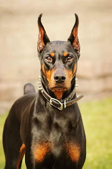 Doberman Front View, Doberman Reference, Angry Doberman, Great Dane Tattoo, Puppy Great Dane, Doberman Photography, Doberman Aesthetic, Great Dane Colors, Black Great Dane