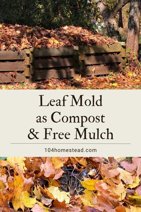 Leaf Compost, Leaf Mulch, Leaf Mold, Food Forest Garden, How To Make Compost, Worm Composting, Homestead Gardens, Organic Mulch, Garden Compost