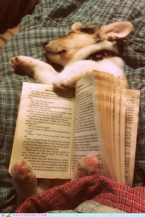 • Slaap Lekker, Love My Dog, Pembroke Welsh Corgi, I Love Books, Dog Life, I Love Dogs, Puppy Love, A Dog, Animal Pictures