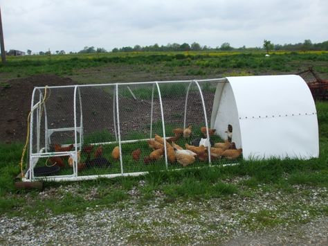 Pvc Chicken Tractor, Diy Chicken Tractor, Chicken Tractor Plans, Clean Chicken Coop, Wyandotte Chickens, Mobile Chicken Coop, Duck Coop, Meat Birds, Clean Chicken