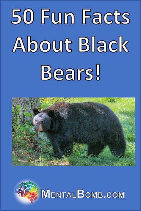 Over 50 fun facts about Black Bears including 25 fun facts about Black Bears especially for kids, plus learn more about where they live, what they eat, what they do, and so much more! Facts About Bears, American Black Bear, Black Bears, Bear Stuffed Animal, They Live, Kids Videos, Black Bear, Brown Bear, Facts About