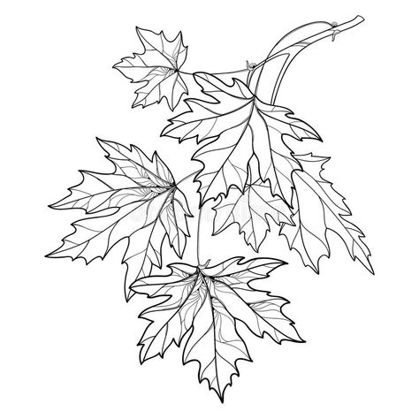 Vector branch with outline Acer or Maple ornate leaves in black isolated on white background. Composition with foliage of Maple. Vector branch with outline Acer stock illustration Maple Leaf Drawing, Fall Leaves Tattoo, Fall Leaves Background, Style For Autumn, Branch Drawing, Leaves Sketch, Tree Drawings Pencil, Leaf Outline, Fall Arts And Crafts