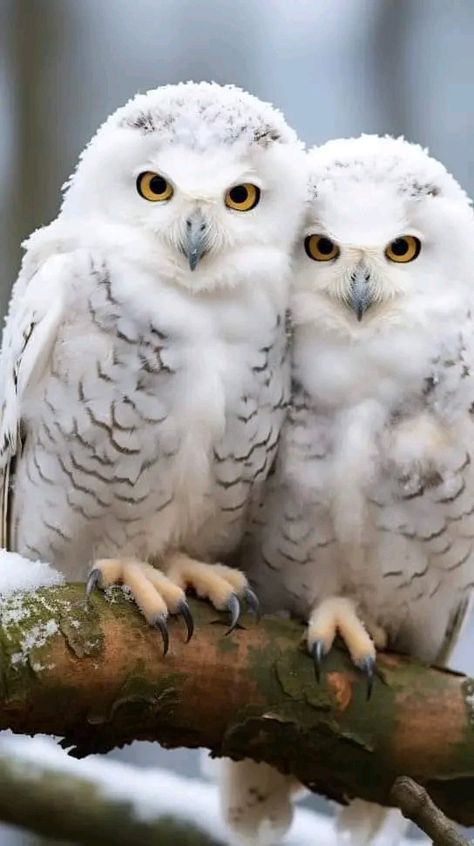 White Owls, Owl Photography, Snow Owl, Another Planet, World Birds, Most Beautiful Birds, Owl Pictures, Beautiful Owl, Portrait Paintings