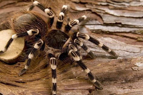 White Knee Tarantula, Creepy Crawlies, Spiders, Big Cats, Reptiles, Art Ideas, Stock Images, Bee, Animals