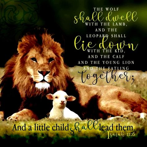 Isaiah 11:6 Lion And The Lamb, Isaiah 11, Lion And Lamb, Bible Study For Kids, Christian Quotes Prayer, Bride Of Christ, Scripture Pictures, The Lamb, Lion Of Judah