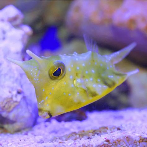 Longhorn Cowfish, Fish References, Cow Fish, Sea Squirt, Saltwater Fish Tanks, Longhorn Cow, Water Creatures, Pond Life, Fish Species