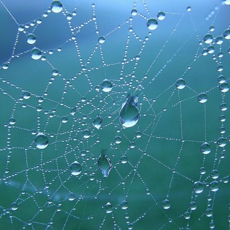 Wet spider web. Dr Claims, Pisces Rising, The Raven Nevermore, Raven Nevermore, Web Spider, Story Building, A Kind Of Magic, Spider Webs, Beautiful Plants