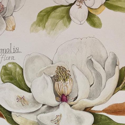 Wendy Hollender on Instagram: "Magnolia Family. I think it is finished. I kept it simple this time. A big thank you to @hortusgardens for many of these lovely subjects!" Wendy Hollender, It Is Finished, October 25, Keep It Simple, Botanical Art, Botany, Subjects, Magnolia, Things To Think About