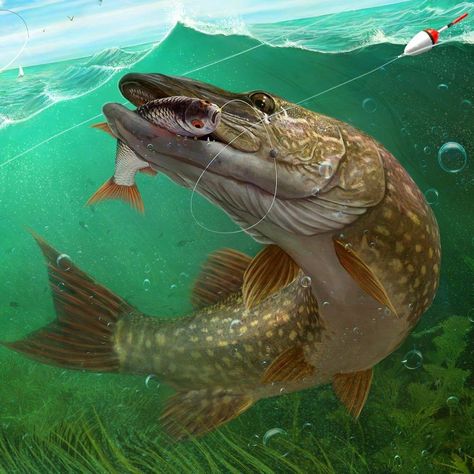 Pike Fish, Fish Underwater, Trophy Fish, Fishing Art, Fish Artwork, Fishing Photography, Underwater Fish, Fishing Bobber, Underwater Art