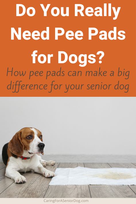 dog lying next to a used pee pad | do you really need pee pads for dogs? Dog Pooping In House, Dog Incontinence, Adopted Dog, Dog Pee Pads, Potty Pads, Dog Potty Training, Dog Potty, Senior Dogs, Dog Ages