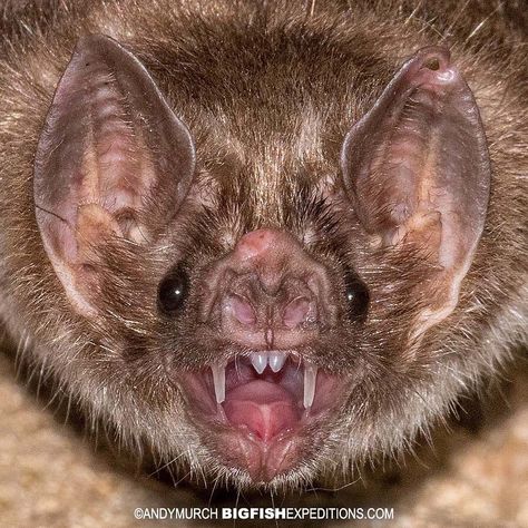 Andy Murch on Instagram: “Common Vampire Bat. Finishing up a great trip to Costa Rica with a trek to a huge bat cave that contains at least 9 species of bats. I…” Bat Art, Sharp Teeth, Vampire Bat, Animal Study, Creatures Of The Night, Monster Art, Art Reference Poses, Animal Photography, Mammals