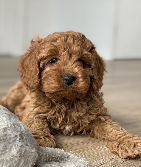 Cavapoo Puppies, Teddy Bear, Puppies