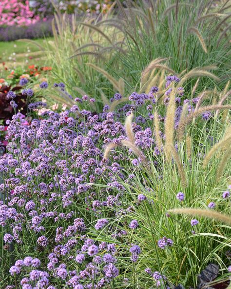 10 Companions for Ornamental Grasses in the Landscape | Proven Winners Landscaping Grasses, Terrace Planting, Grass Bed, Red Fountain Grass, Grass Planting, Diy Garden Decoration, Ornamental Grass Landscape, Dry Gardens, Wild Gardens