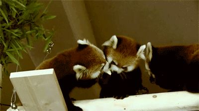 They can be a bit mischievous… | 17 Reasons Red Pandas Are Earth-Shatteringly Cute. My little with appreciate this Red Panda Gif, Fox And Bear, Red Panda Baby, Lesser Panda, Cutest Animals On Earth, Panda Gif, Panda Funny, Nature And Animals, Panda Bears