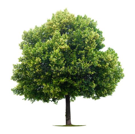 Leafy Linden tree. Single leafy Linden tree isolated on white background , #AD, #tree, #Single, #Leafy, #Linden, #white #ad Tree Background For Editing, Single Tree Photography, Tree Baground Hd, Green Tree Background For Editing, Grafics Design, Tree Png Hd, Tree Vector Png, Short Trees, Background Tree