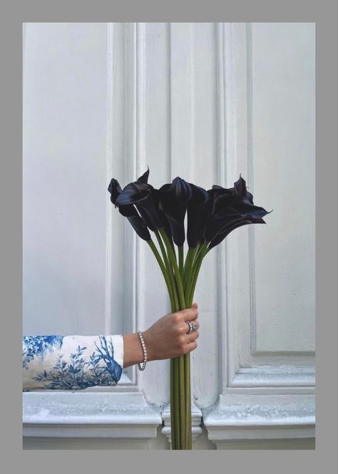 Black Calla Lily, The Flowers Of Evil, Ikebana Arrangements, Boquette Flowers, Flowers Bouquet Gift, Nothing But Flowers, Minimal Look, Lily White, Flower Therapy