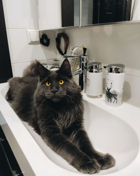 Meet Vincent, A Fluffy Maine Coon Cat That Looks Like A Black Panther And Acts Like A Dog Black Mainecoon Cat, Supernatural Au, Maine Cooney Cats, Fluffy Black Cat, Mayonnaise Cake, Cat Tips, Black Cat Aesthetic, Giant Cat, Dream's Cat