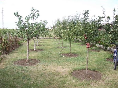 Mini Orchard Ideas, Fruit Garden Landscape, Orchard Ideas, Backyard Orchard, Fruit Trees Backyard, Planting Fruit Trees, Fruit Tree Garden, Orchard Design, Grafting Plants