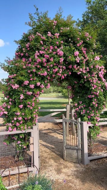 Small Vegetable Garden Ideas Layout, Small Rose Garden Ideas, Peggy Martin Rose, Garden Ideas Layout, Small Vegetable Garden Ideas, Outdoor Trellis Ideas, Alabama Garden, Southern Landscaping, Climbing Roses Trellis