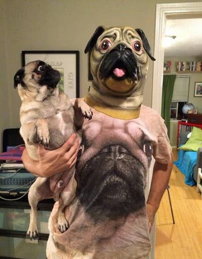 20 Pugs que te sacarán un sonrisa Funny Pug Pictures, Anjing Pug, Pitbull Boxer, Funny Dog Faces, Plane Flight, Heavy Burden, Dog Jokes, Pug Pictures, Pugs Funny