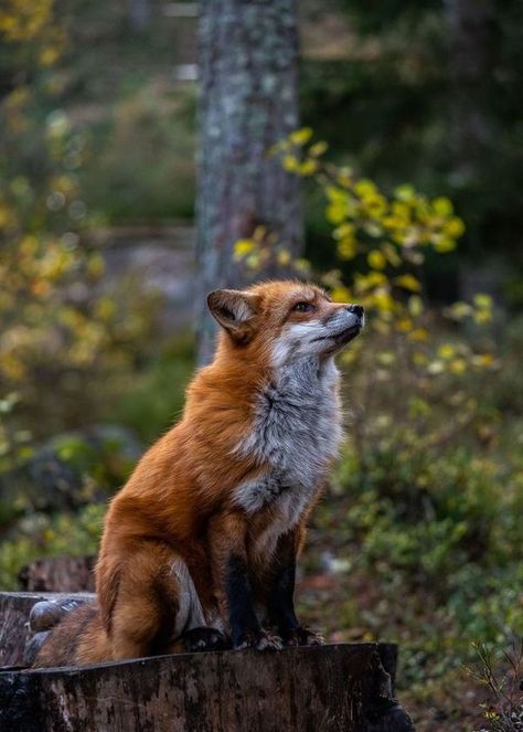 Fox Lovers Group 🦊🦊 | Why don't pictures like this ever trend 🥰 ❤😴😢 | Facebook Fox Breeds, Fox In The Forest, Wildlife Wallpaper, Animal Photography Wildlife, Fox Artwork, Fox Photography, Fox Pictures, Foxes Photography, Fox Lover