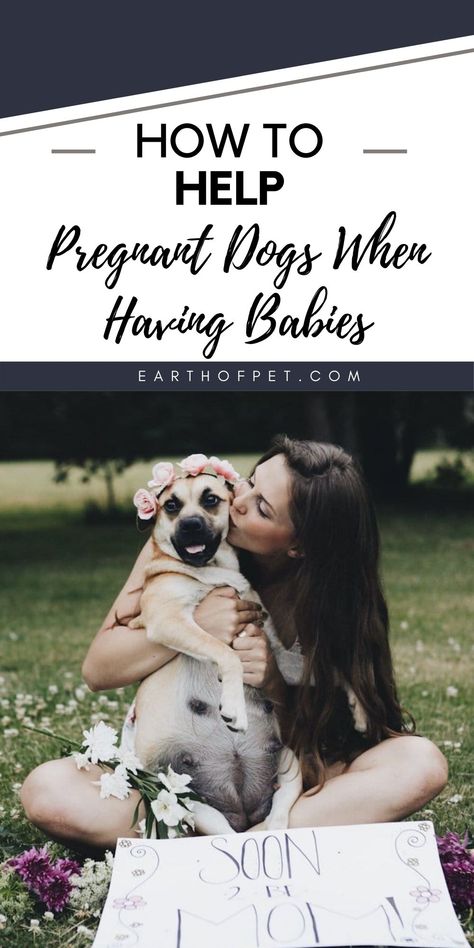 Breeding Dogs, Dog Breeding, Breeding Dogs Tips, Dog Labor And Delivery, Dog Birthing Box Diy, Dog Pregnancy, Dog Labor, What To Feed A Pregnant Dog, Preparing For Puppies To Be Born