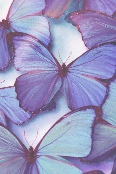 Lavender Aesthetic, Butterflies, Lavender, Pastel, Purple