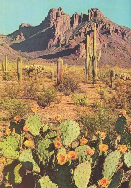 "Paisajes y Lugares" ~~Rosario Contreras~~ Desert Aesthetic, Into The West, Desert Dream, Desert Life, Desert Vibes, Sonoran Desert, Biome, Desert Landscaping, Cacti And Succulents