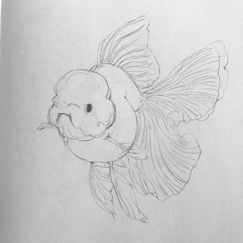 #goldfish #sketch #art Goldfish Line Drawing, Oranda Goldfish Tattoo, Pretty Fish Drawing, Fish Reference Drawing, Gold Fish Sketch, Fish Drawing Reference, Fish Sketch Drawing, Goldfish Sketch, Gold Fish Drawing