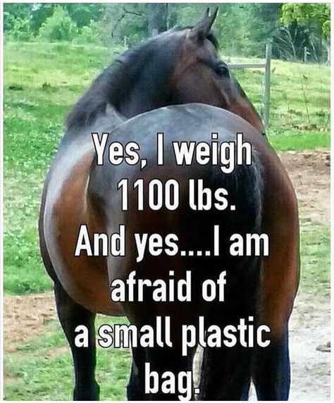 ❤If you love horses, You MUST check out the link In our bio🔥Exclusive horse related products on sale for a limited time Only! A contest is going on for the month of January. Check link in bio for details! #horseriding #equestrianlove Equestrian Memes, Funny Horse Memes, Horse Humor, Horse Meme, Horse Memes, Horse Quotes Funny, Funny Horse Pictures, Horse Jokes, Inspirational Horse Quotes