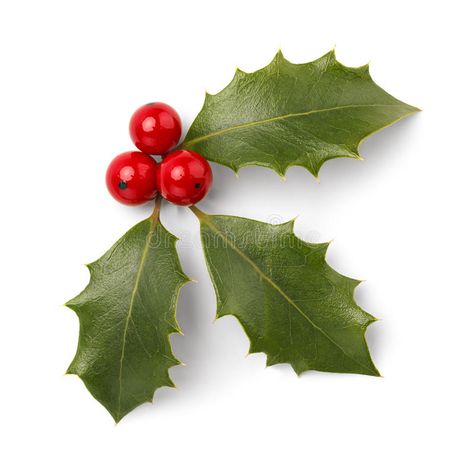 Christmas Holly. Holly Leaves and Red Berries Isolated on White Background , #AFF, #Leaves, #Red, #Christmas, #Holly, #White #ad Holly Plant, Christmas Rugs, Christmas Color, Holly Leaves, Holly Berries, Christmas Drawing, Christmas Makes, Holly Leaf, Paper Clay