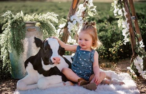 Calf mini session. Cow photography Photography by Dashanna Cow Photography, Themed Photoshoot, A Cow, Mini Session, Cow, Photography