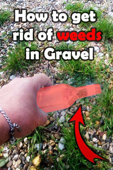 Are weeds popping up between the gravel in your driveway or garden? Don't worry, we've got you covered. Our proven methods for getting rid of weeds growing in gravel are easy and affordable. From using household products like vinegar and salt to implementing natural solutions like mulch and landscaping fabric, we'll have your gravel looking clean and pristine in no time. Say goodbye to pesky weeds and hello to a beautiful outdoor space. Gravel Driveway Landscaping, Kill Weeds Naturally, Killing Weeds, Gravel Driveway, Weeds In Lawn, Driveway Landscaping, Garden Weeds, Beautiful Outdoor Spaces, Creative Gardening