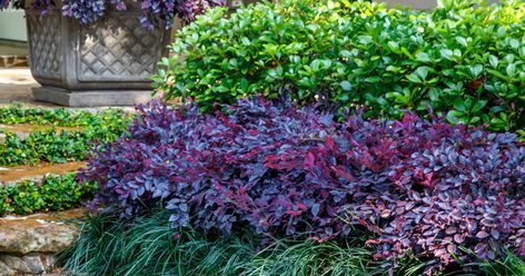 How to Use Purple Daydream® Dwarf Loropetalum in the Landscape | Southern Living Plants Flower Garden Landscape, Low Maintenance Landscaping Front Yard, Shrubs For Landscaping, Southern Living Plants, Garden Landscape Ideas, Front Yard Plants, Front Landscape, Landscaped Garden, Short Plants