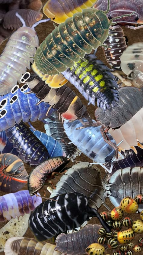 #myfirstshuffle #isopod #isopods #mulch #wallapaper #scrunkly #nature #lilguys Insect Texture, Pill Bugs, Pill Bug, Phone And Laptop, Critters 3, Cool Bugs, Creepy Crawlies, Terraria, Bugs And Insects