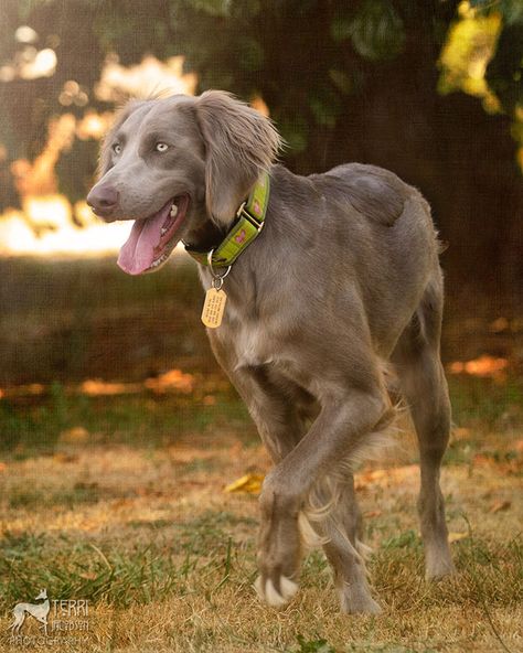 Long-haired weimaraner Long Haired Weimaraner, Blue Weimaraner, Jumping Dog, Gorgeous Animals, Beautiful Dog Breeds, Weimaraner Dogs, Beautiful Dog, Weimaraner, 7th Grade