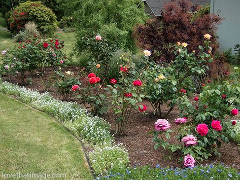 Small Rose Garden Ideas, Rose Garden Ideas, Rose Garden Landscape, Garden Front Of House, Landscaping With Roses, Rose Garden Design, Rose Gardens, Backyard Flowers, Front Yard Garden Design