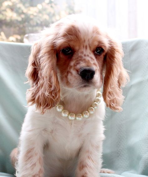 Cream Pearl Dog Collar. Large Size Pearl Pet by FidoandFifi Pearl Dog Collar, Dog Pearls, Dapper Dogs, Doggie Treats, Dog Breeds Medium, Pearl Collar, Wedding Pets, Dog Jewelry, Dog Flower