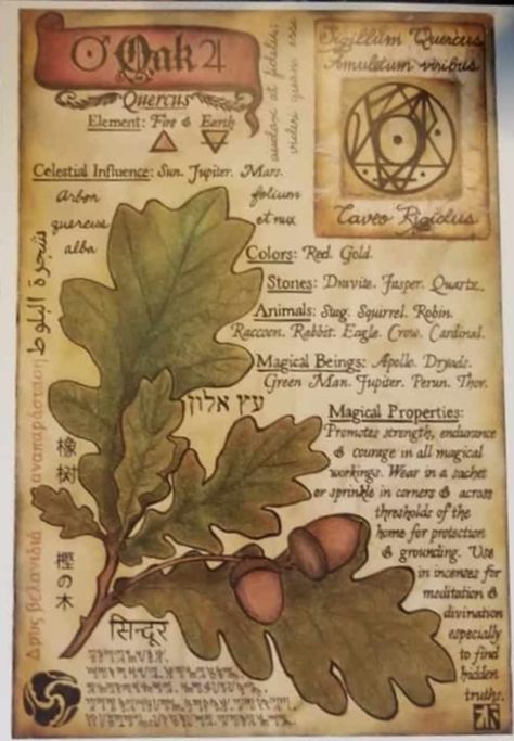 BOS Artwork Oak Herbal Grimoire Page Herbal Grimoire, Witch Grimoire, Book Witch, Spell Books, Magic Spell Book, Grimoire Book, Witchcraft Spell Books, Witch Spell Book, Book Of Shadow