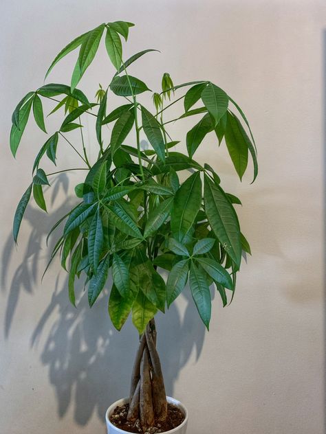 Money Tree Plant Care, Chinese Money Tree, Money Tree Plant, Coffee Tree, Bloxburg Ideas, Money Plant, Boquette Flowers, Money Tree, Money Trees