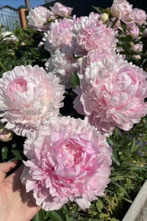 Peonies In Garden, Peonies Colors, Peony Fertilizer, Peony Pictures, Peony Flower Garden, Peony Colors, Pink Carnations, Peonies Garden, Pink Garden