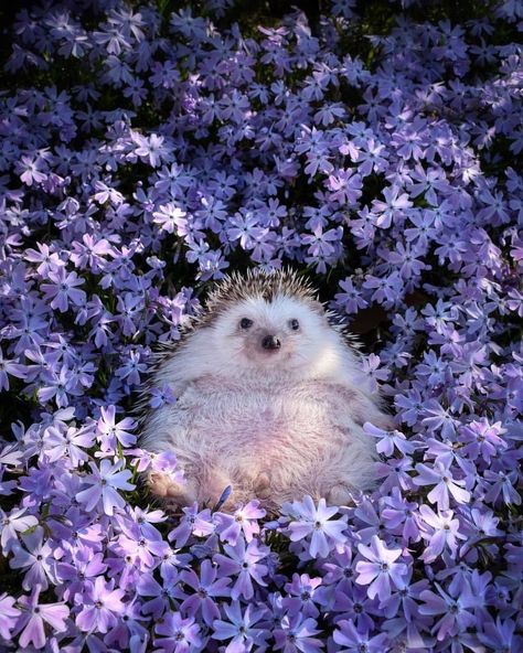 Purple Animals, A Hedgehog, Cute Hedgehog, Pretty Animals, Cute Animals Images, Arte Inspo, Silly Animals, Cute Wild Animals, Cute Animal Photos