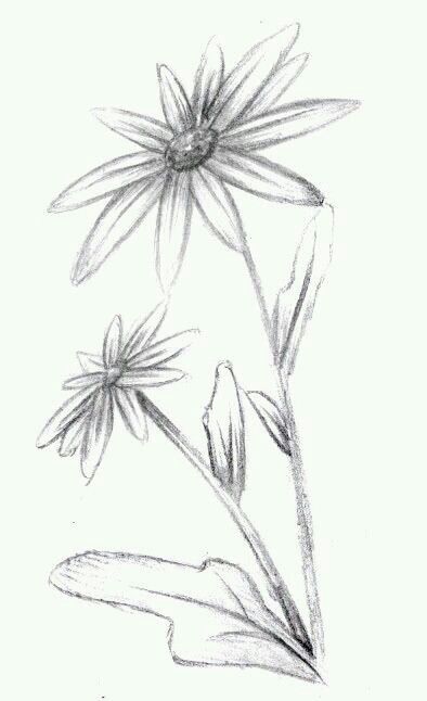 Flower Drawing Design, Flower Sketches, Trees, Plant Drawing, Trendy Flowers, 수채화 그림, 자수 디자인, Sketches Easy, Easy Watercolor