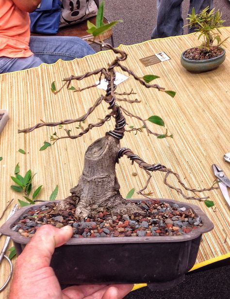 Buy Bonsai Tree, Bonsai Fruit Tree, Bonsai Making, Bonsai Ficus, Ficus Bonsai, Tree Types, Bonsai Tree Types, Pre Bonsai, Bonsai Tree Care