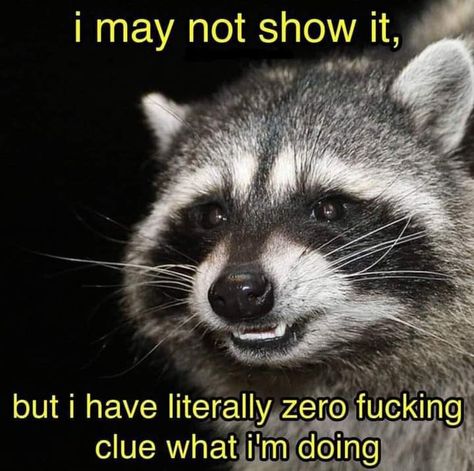 Cursed Raccoon Images, Cursed Raccoon, Sarah Vibes, Raccoon Oc, Raccoon Images, Random Compliments, Raccoon Memes, Manny Santos, Cute Raccoon